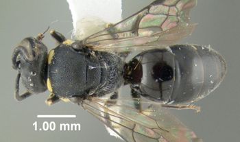 Media type: image;   Entomology 610157 Aspect: habitus dorsal view